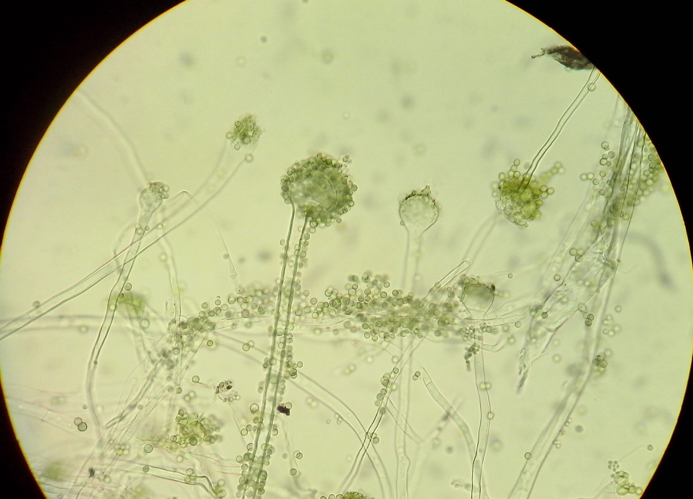 Lactase