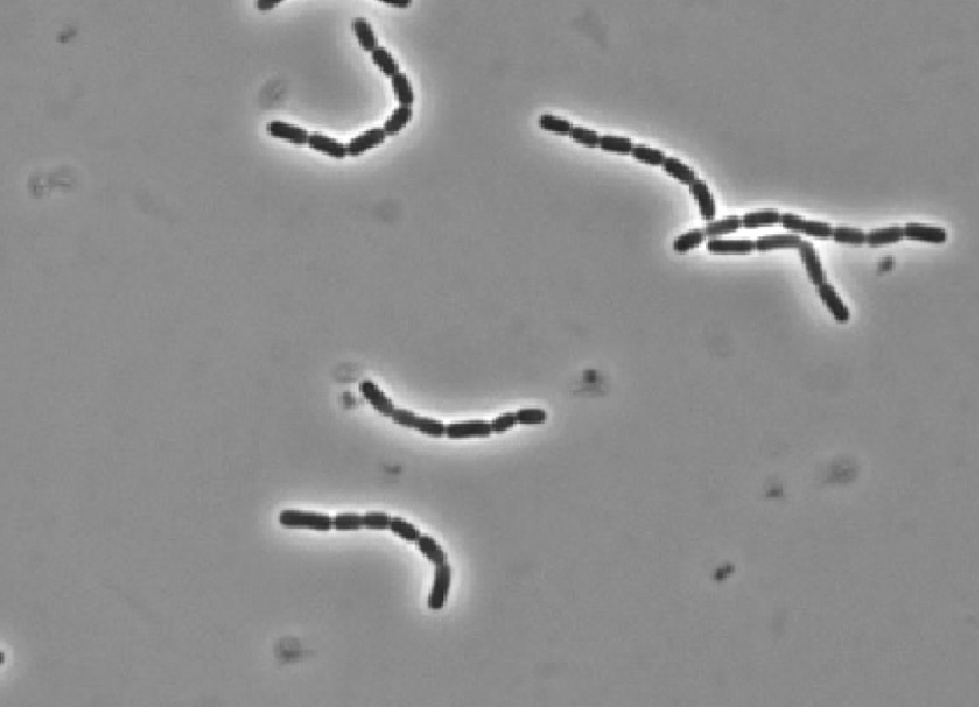 Lactobacillus rhamnosus