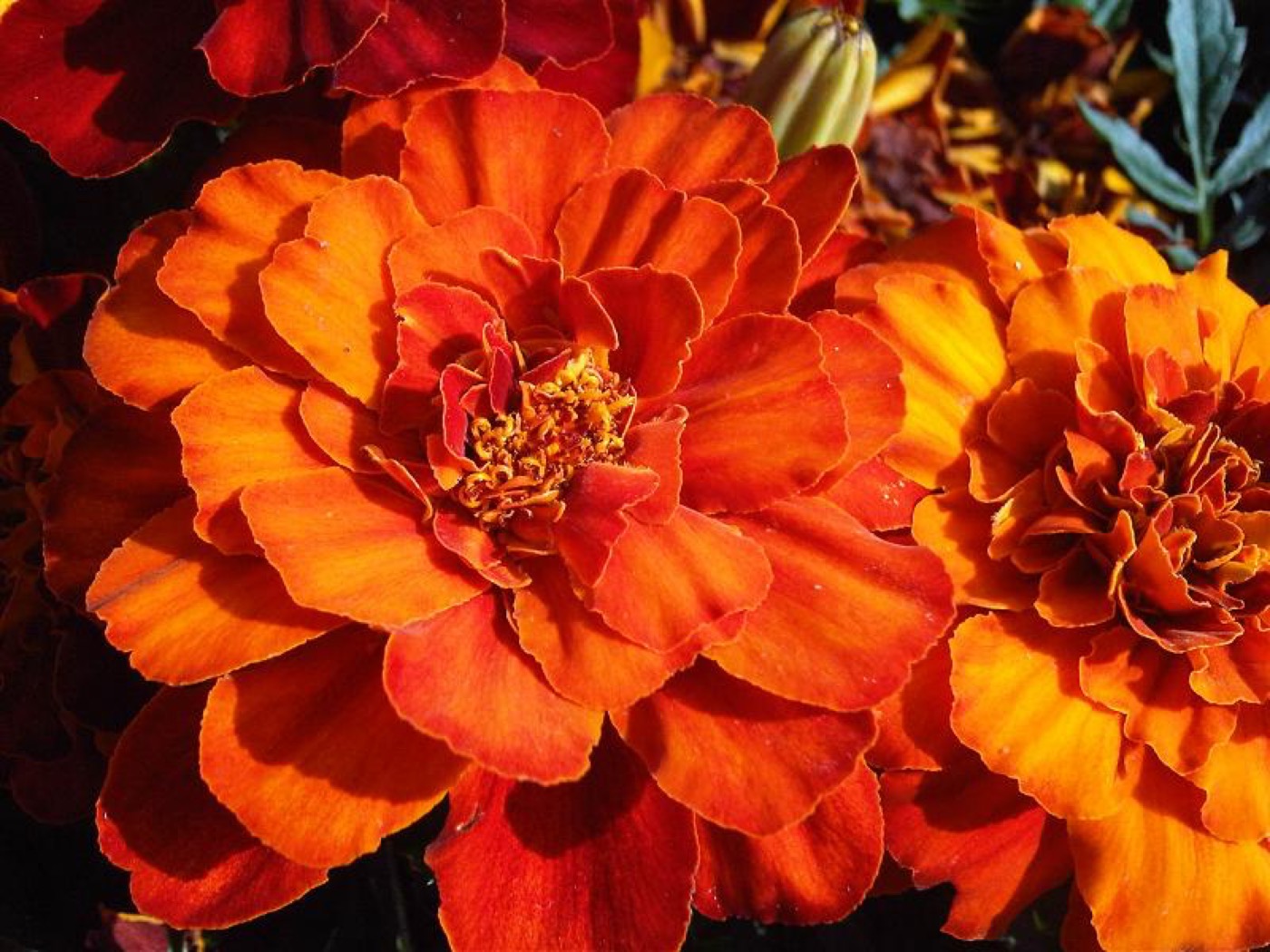 Lutein and Zeaxanthin Eye Softgels