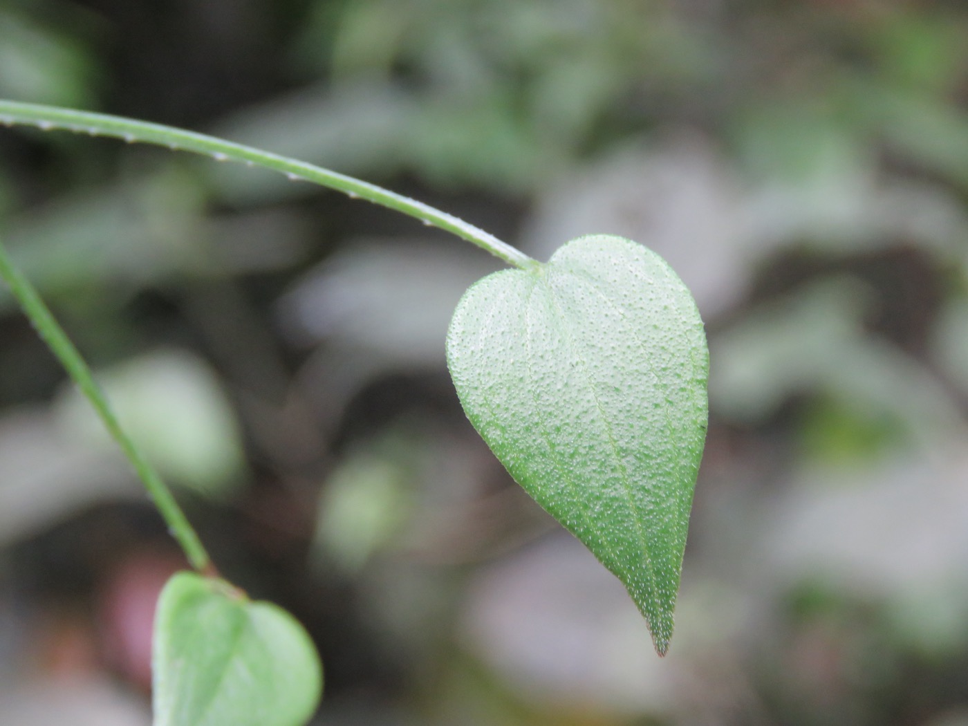 Manjistha extract (Rubia cordifolia)