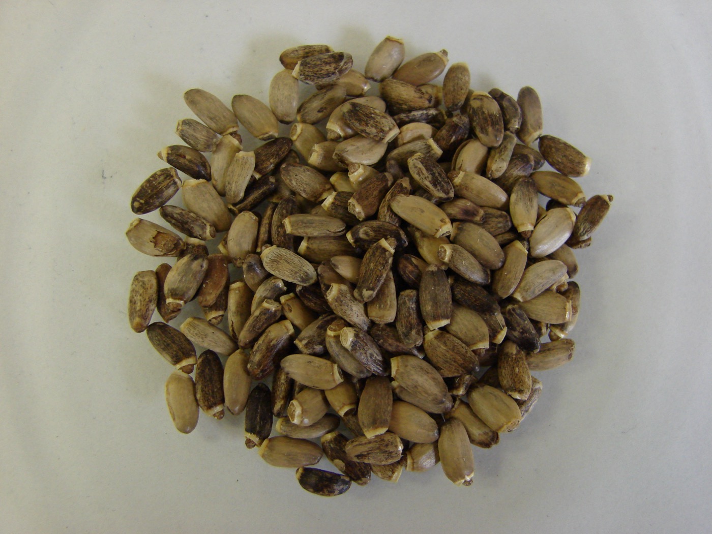 Milk Thistle Extract (Silymarin 80%)
