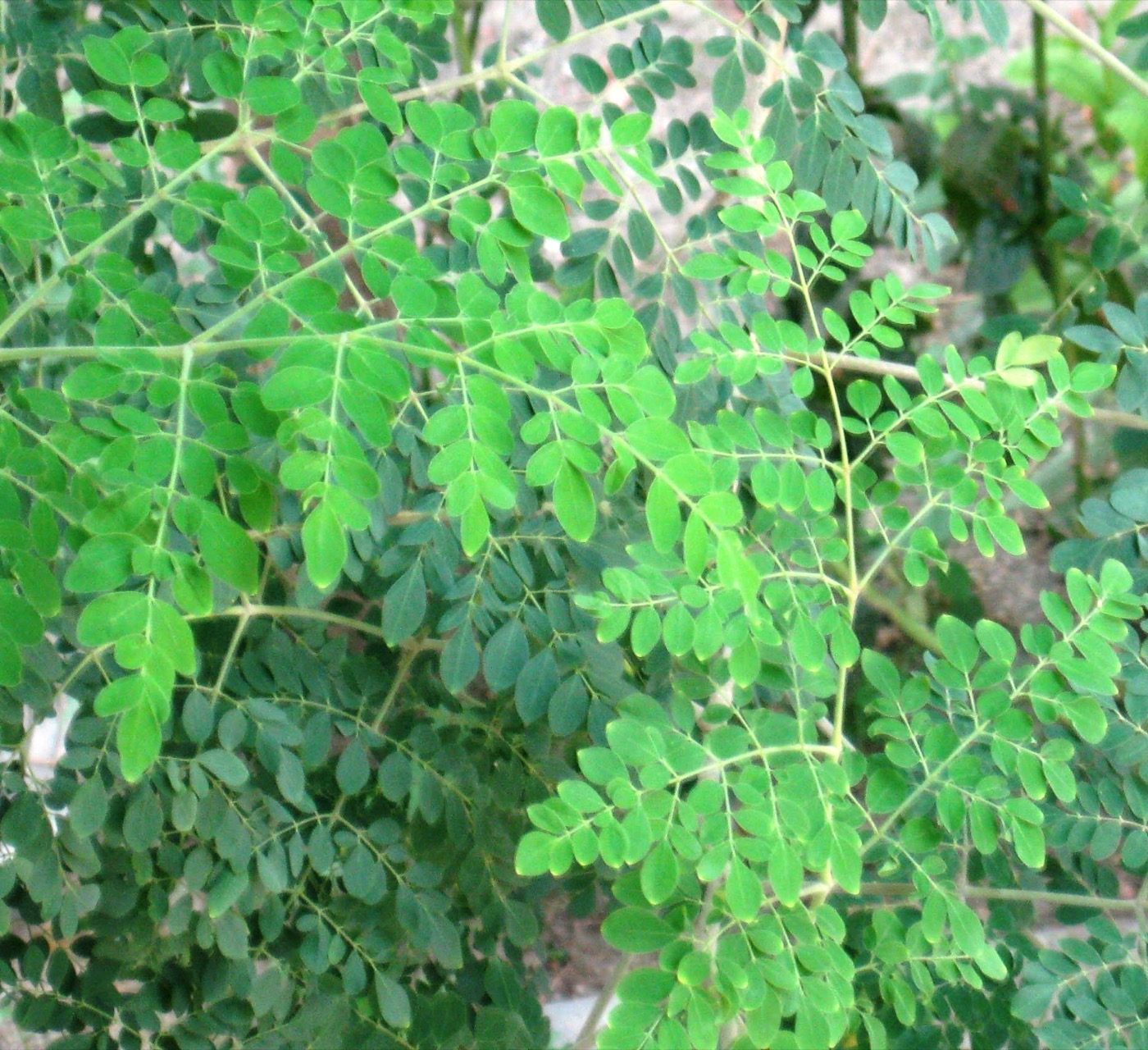 Moringa Leaf Extract (Moringa oleifera)