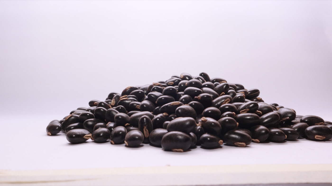 Mucuna pruriens Extract (L-DOPA)