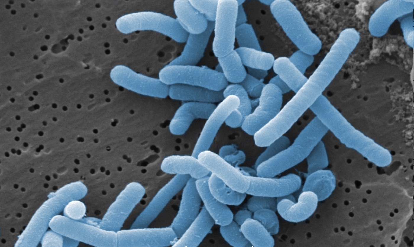 Multi-Strain Probiotic Blend