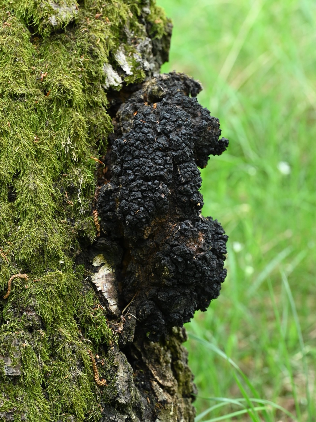 Mushroom Immunity Blend Capsules (Reishi + Chaga)