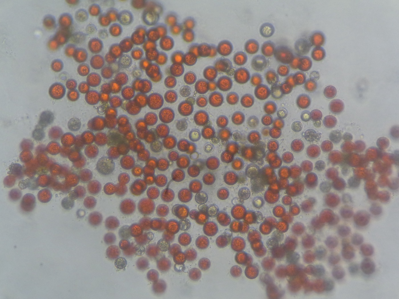 Natural Astaxanthin Softgels