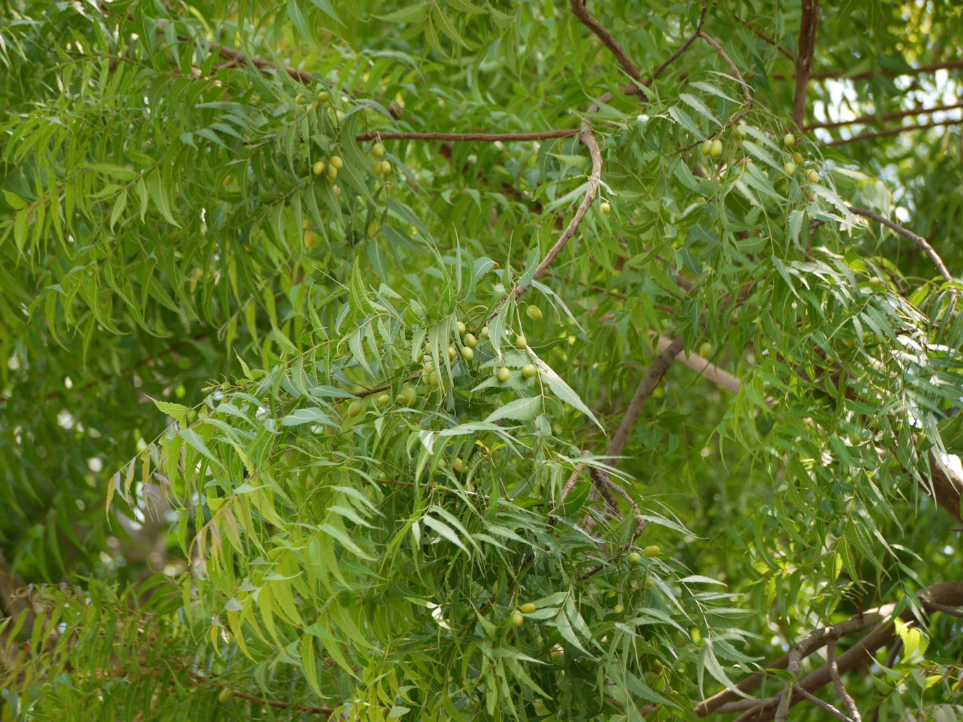 Neem extract (Azadirachta indica)