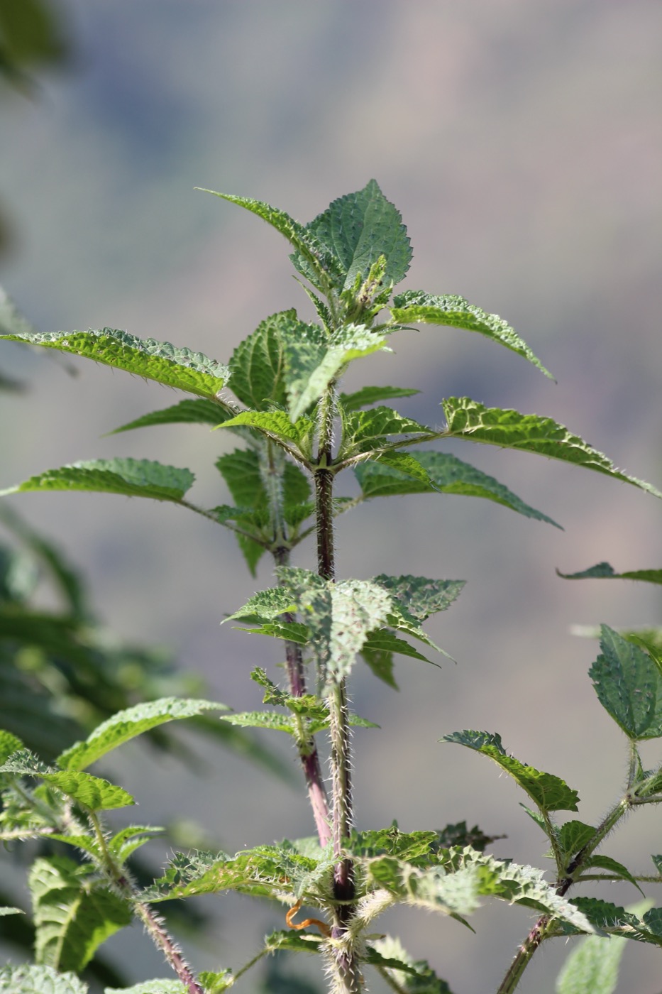 Nettle Leaf Extract