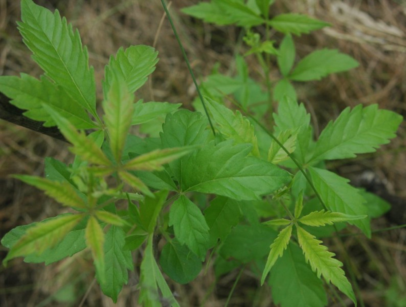 Nirgundi Extract (Vitex negundo)