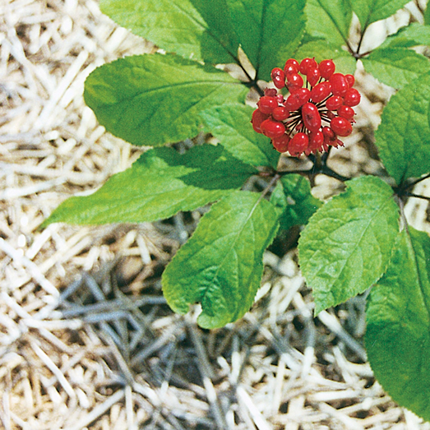 Panax Ginseng Root Extract