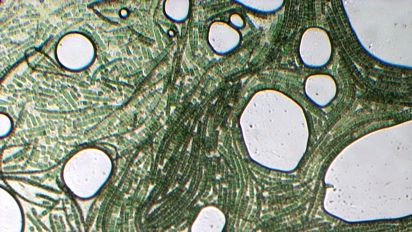 Phycocyanin (Spirulina Extract) Powder