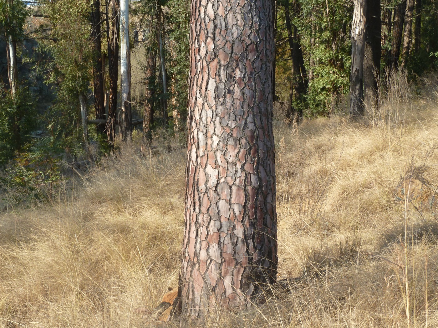 Pine bark extract (Pycnogenol-type)