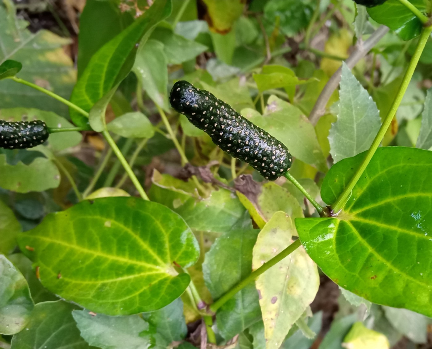 Pippali Extract (Long Pepper)