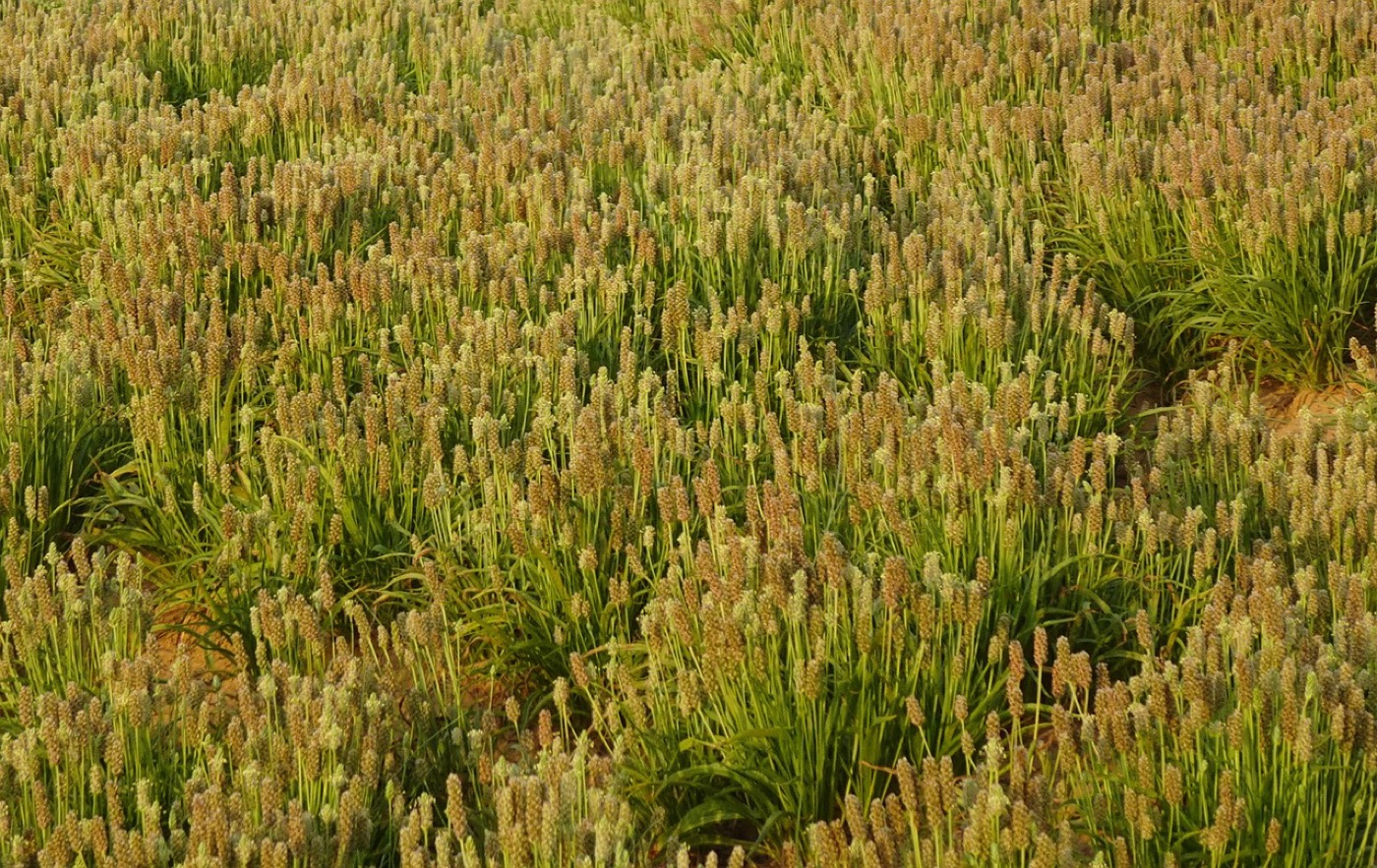 Psyllium husk (Isabgol)