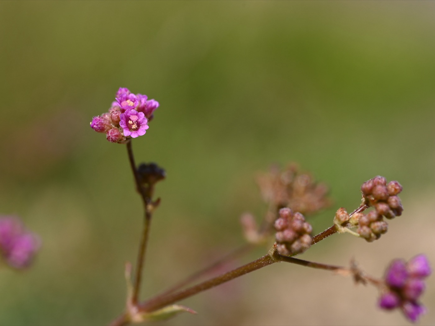 Punarnava Extract (Boerhavia diffusa)