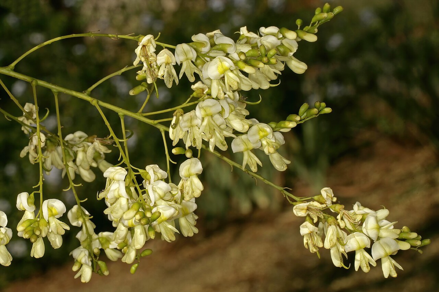 Quercetin (Sophora japonica)