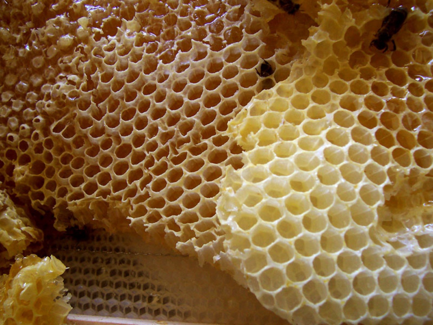 Raw Natural Honey