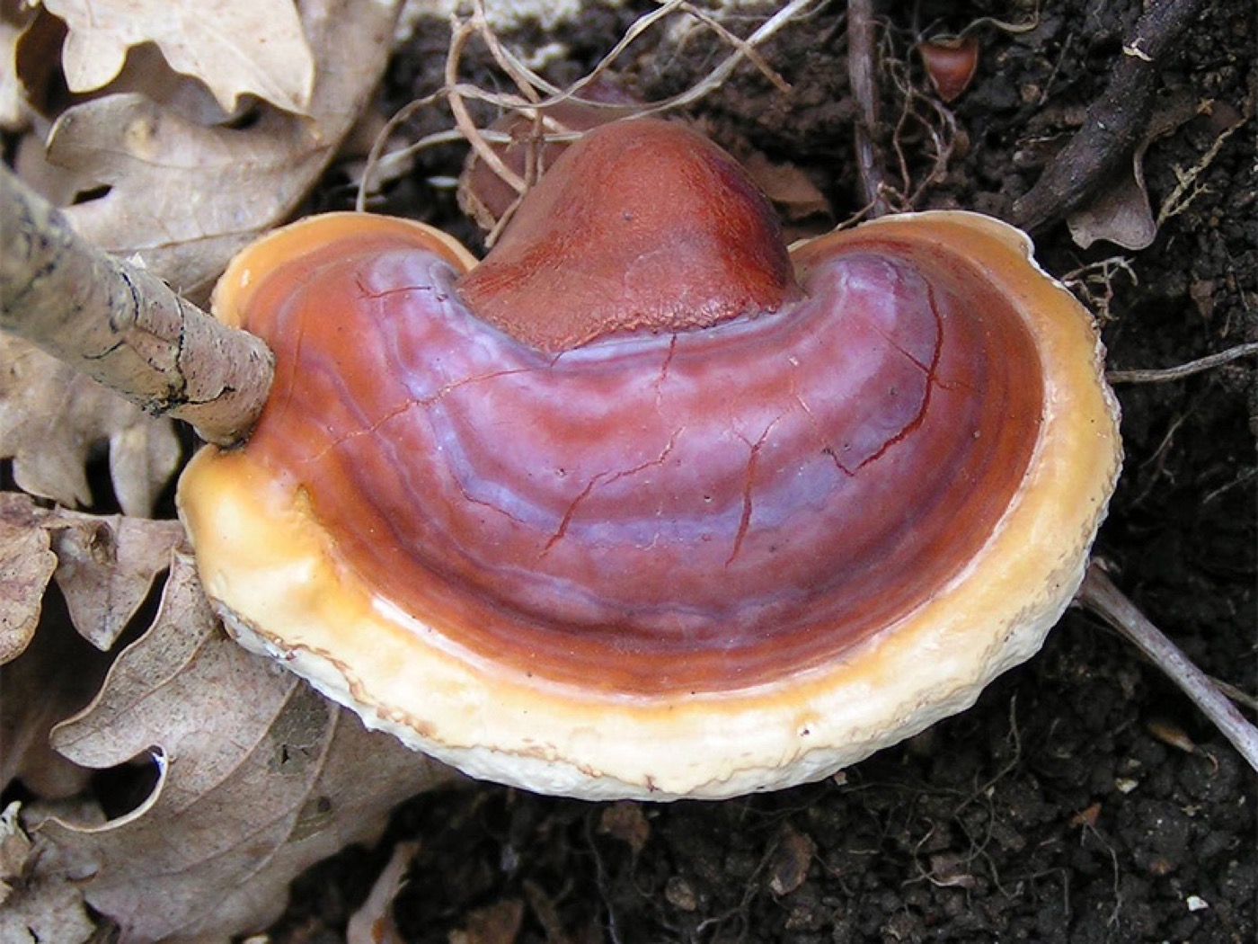 Reishi Mushroom Extract