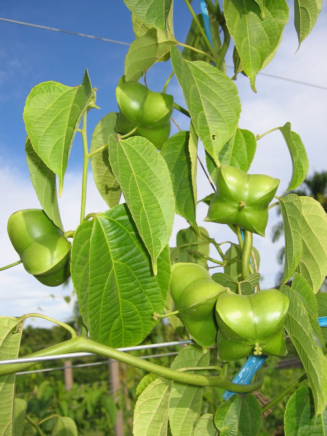 Sacha Inchi Oil