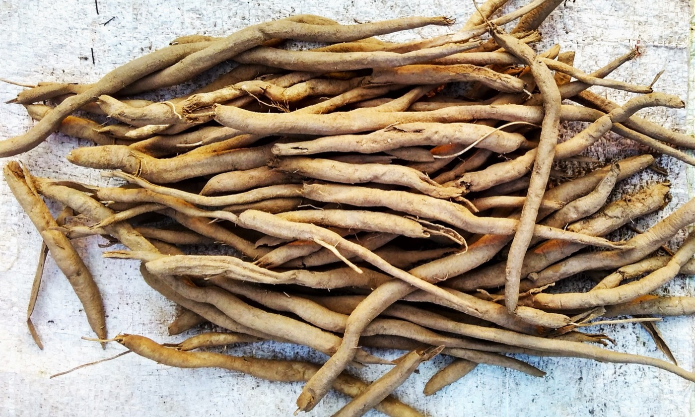Safed Musli Extract (Chlorophytum borivilianum)