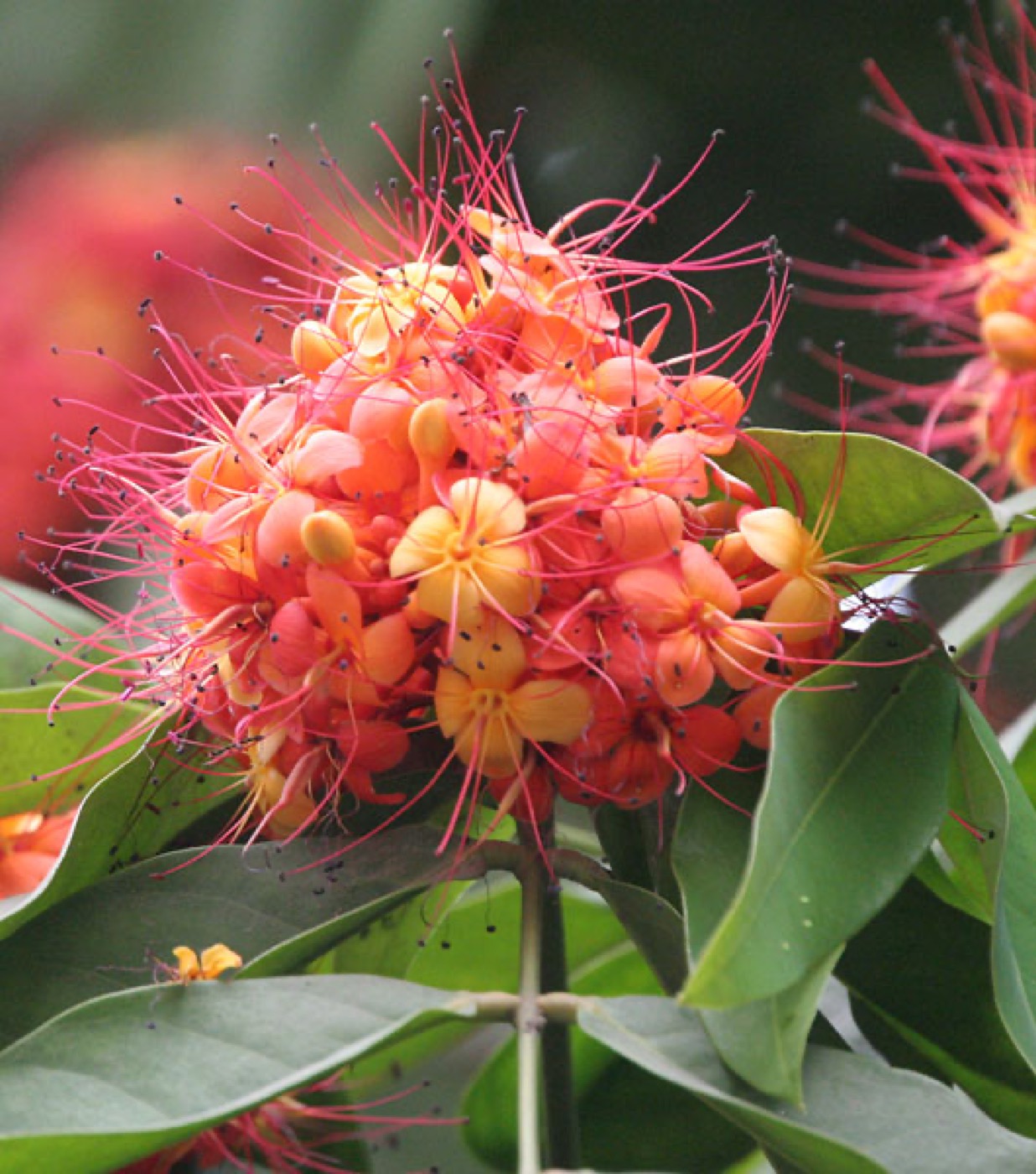 Saraca asoca Extract (Ashoka Bark Extract)