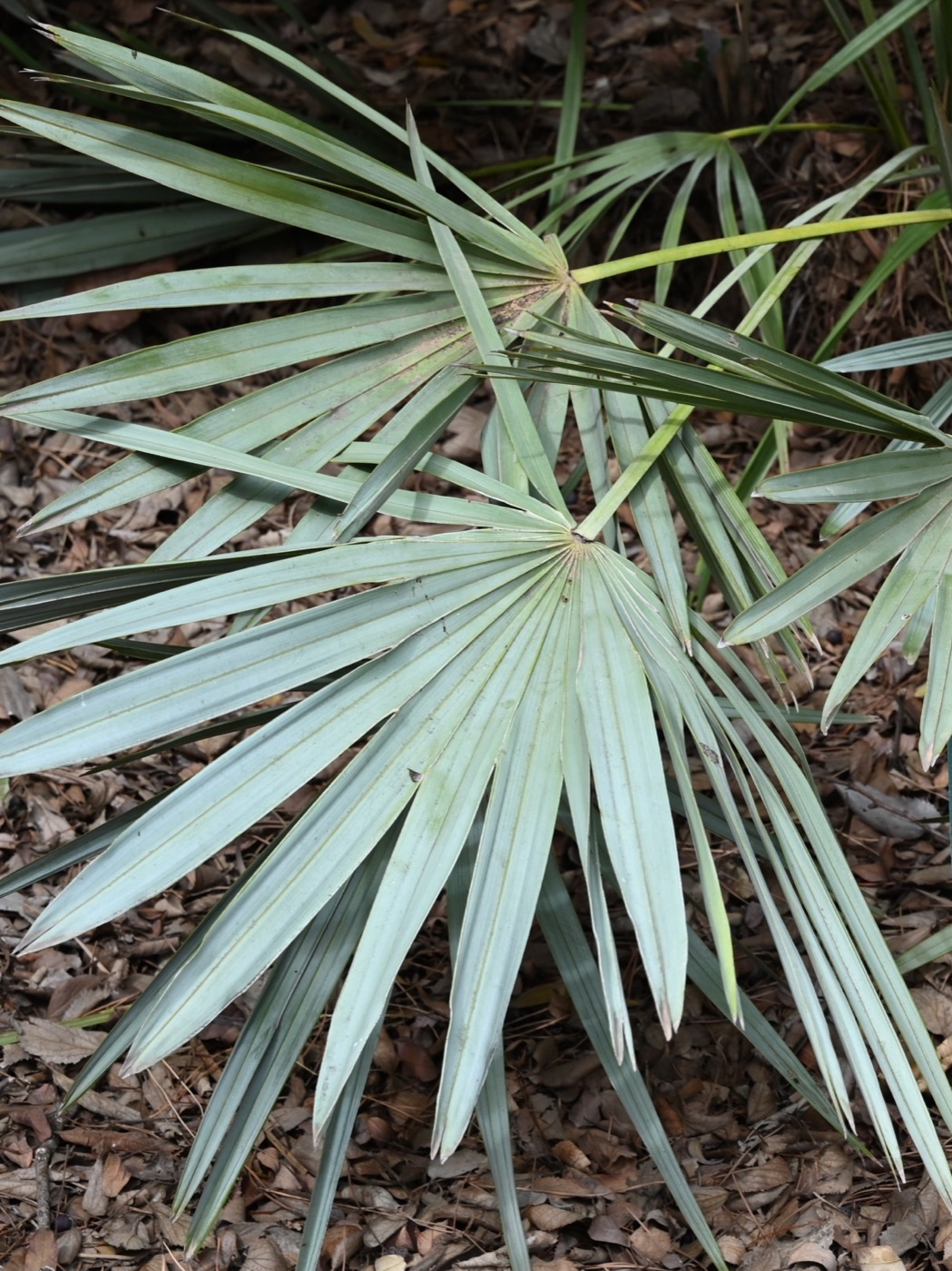 Saw Palmetto Extract