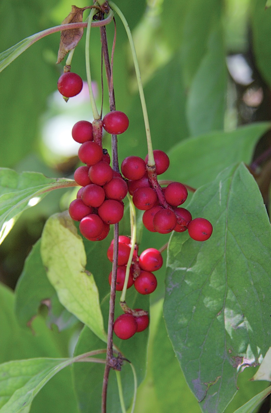 Schisandra Berry Extract