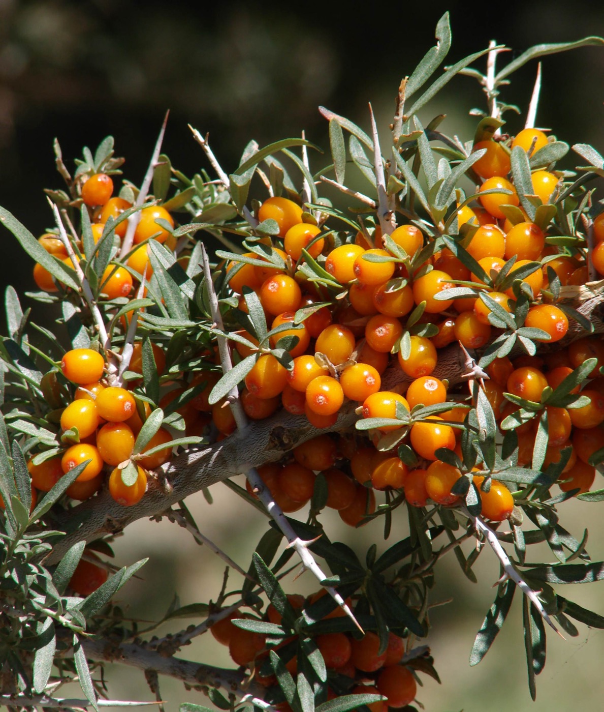 Sea Buckthorn Oil