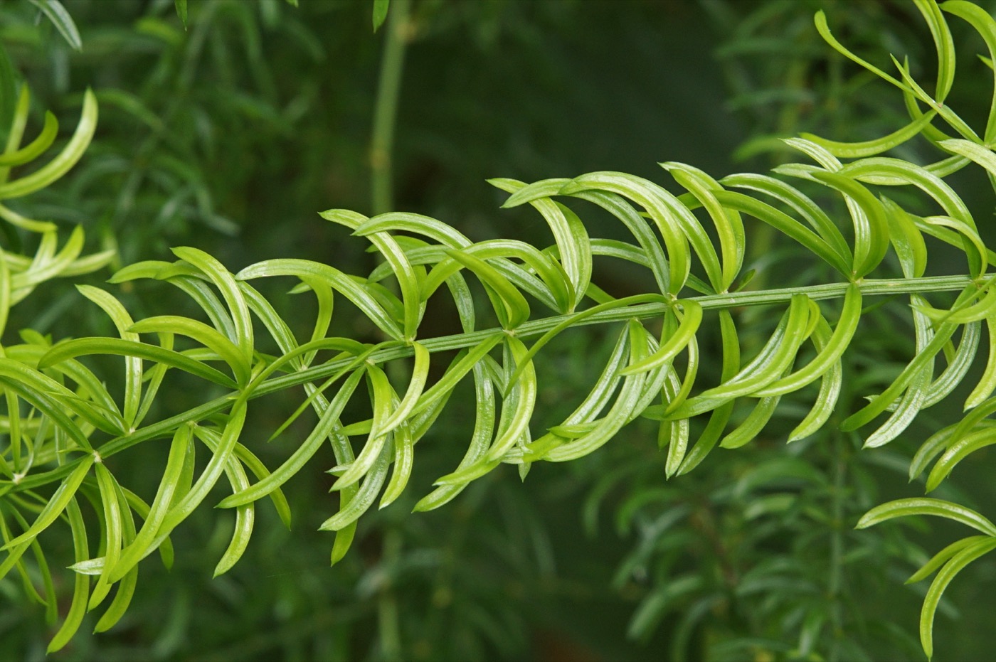 Shatavari Extract (Asparagus racemosus)