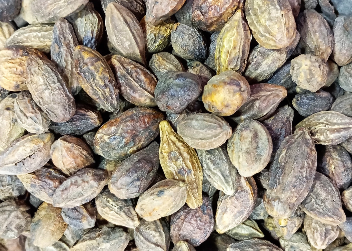 Terminalia chebula extract (Haritaki)
