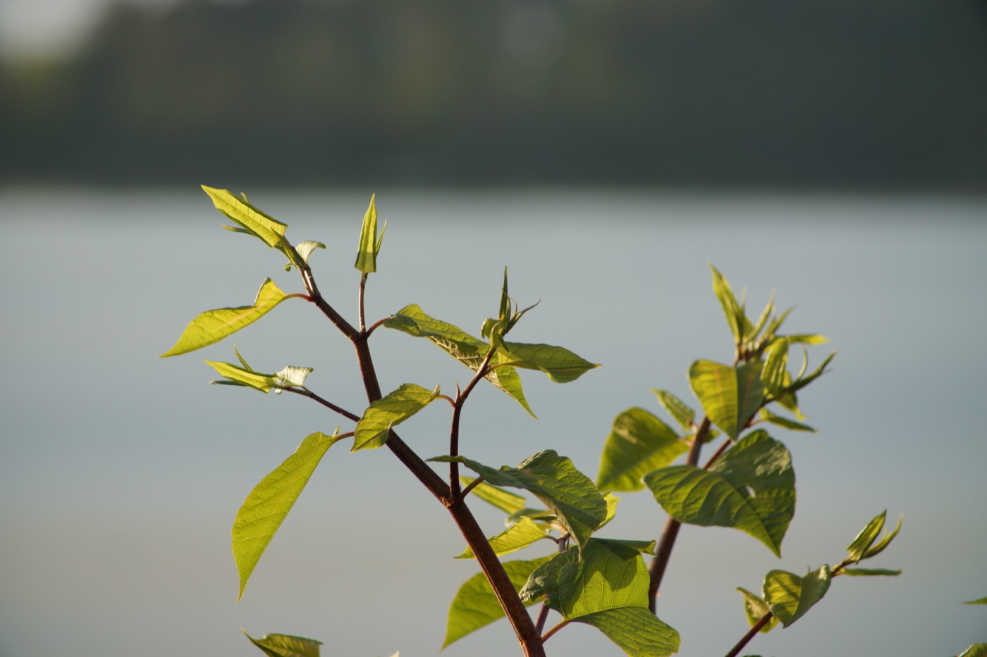 Trans-Resveratrol 98% (Polygonum cuspidatum Extract)