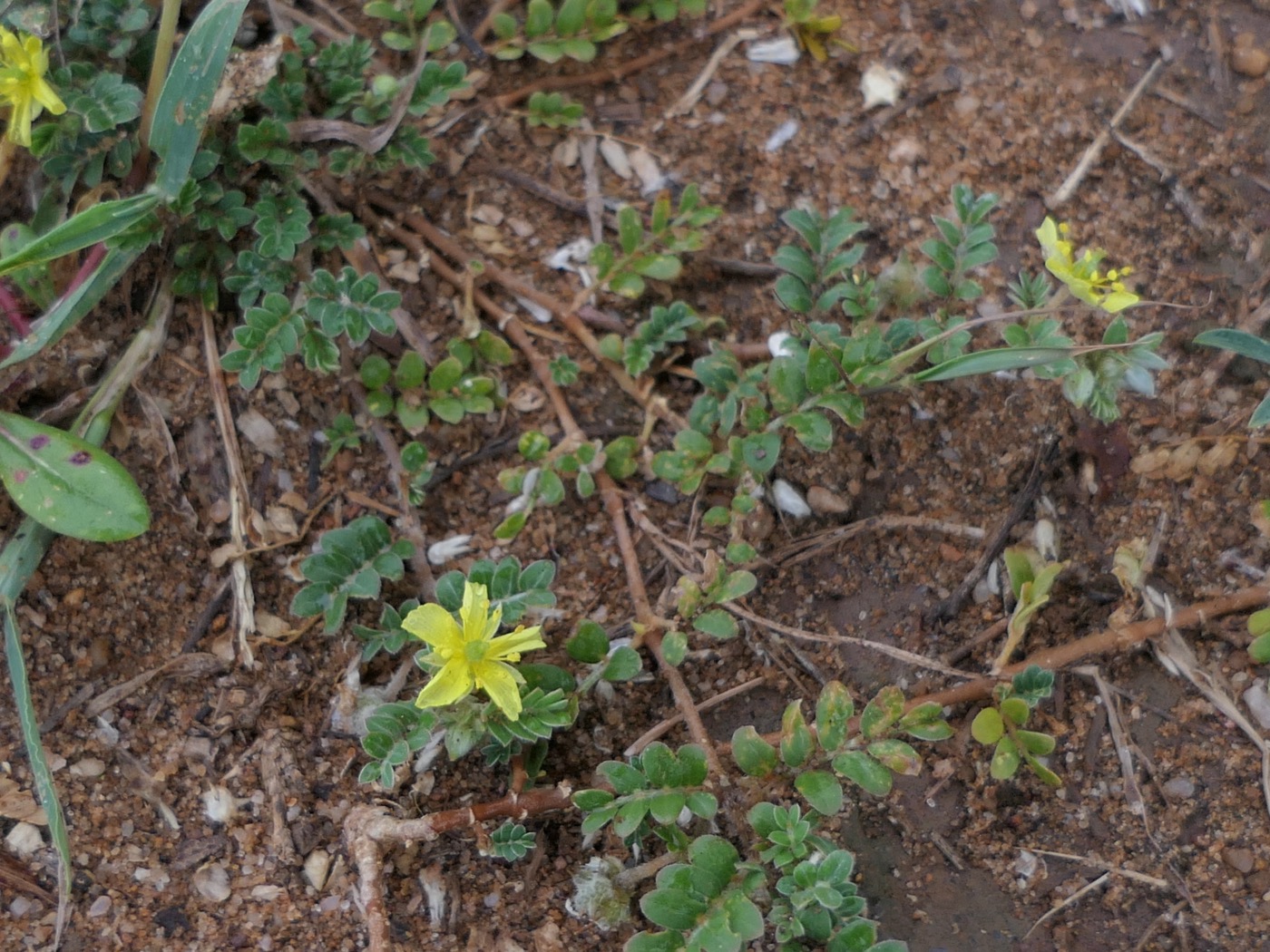 Tribulus Terrestris Extract (Saponins)