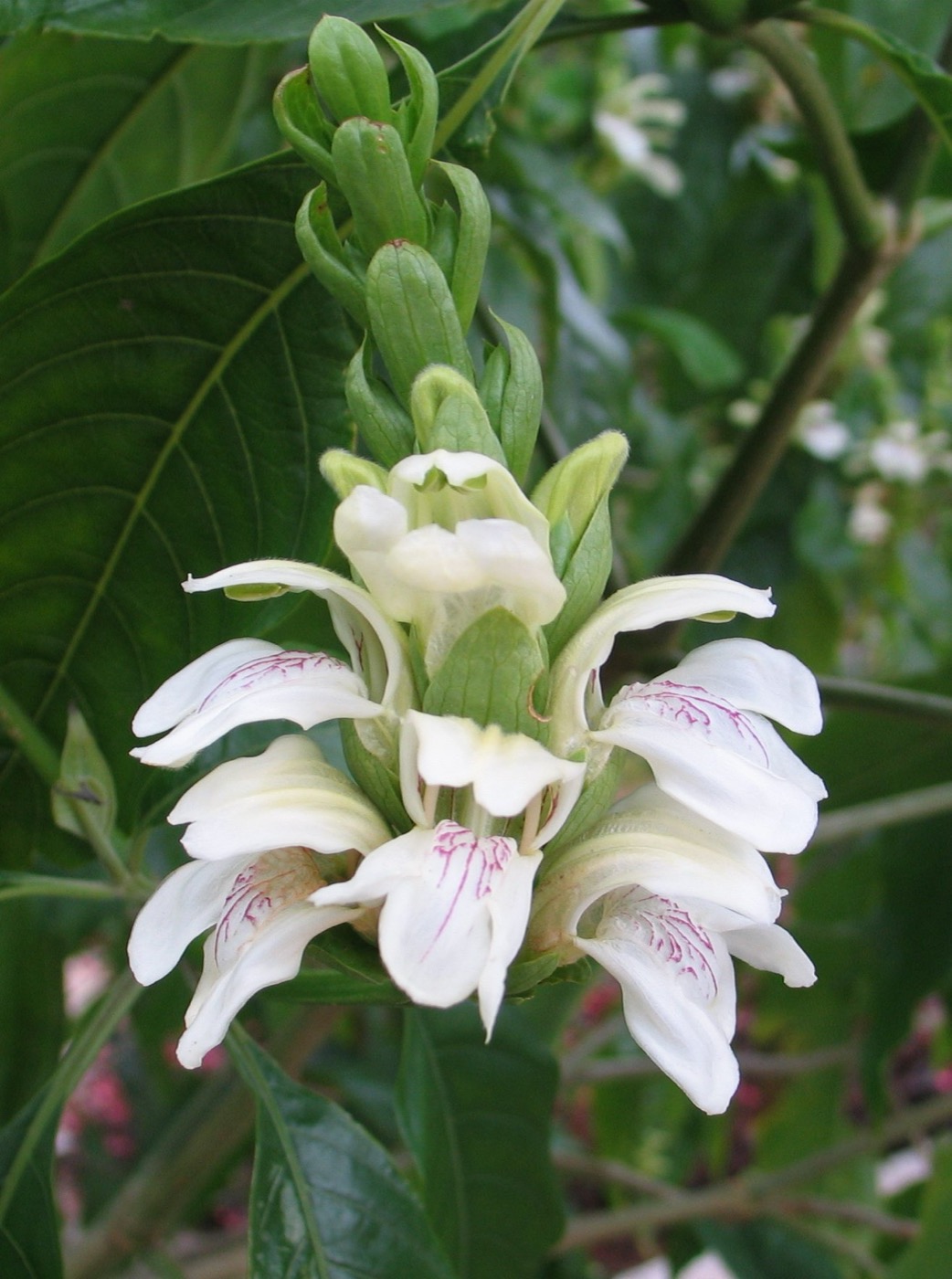 Vasaka Extract (Adhatoda)