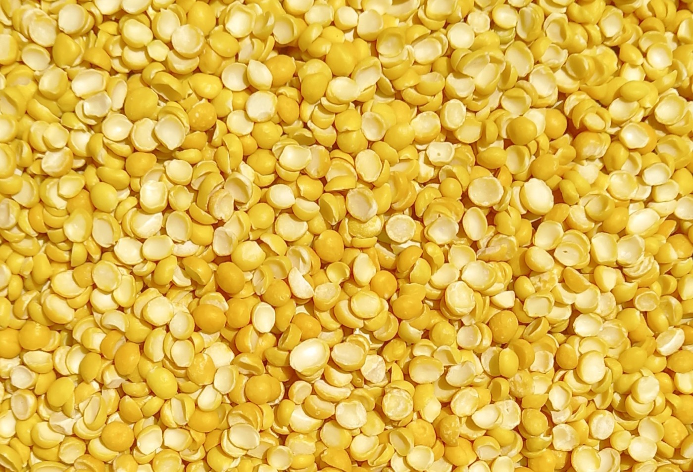 Vegan sports protein blend