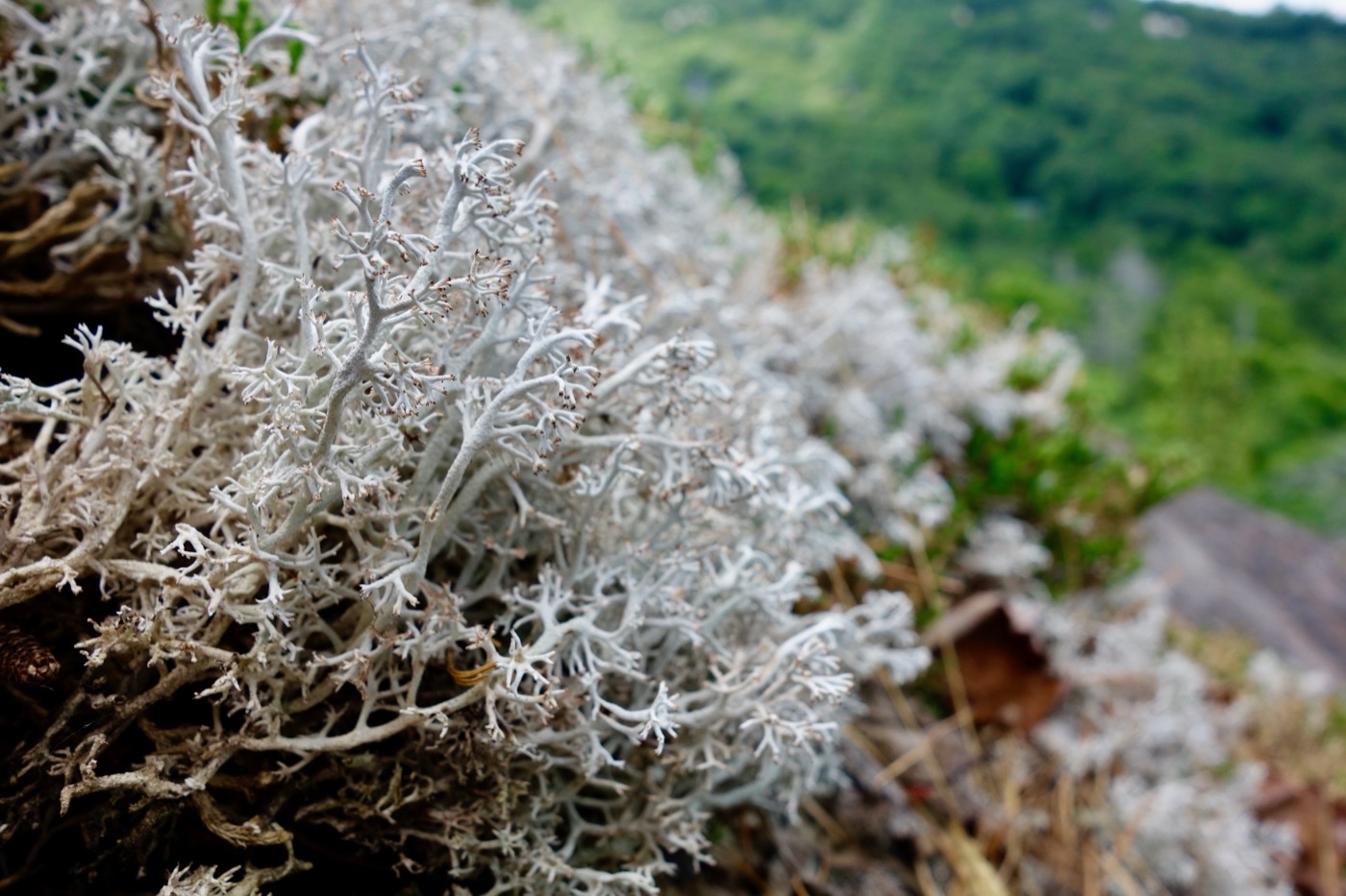 Vegan Vitamin D3 (Lichen-Derived Cholecalciferol)