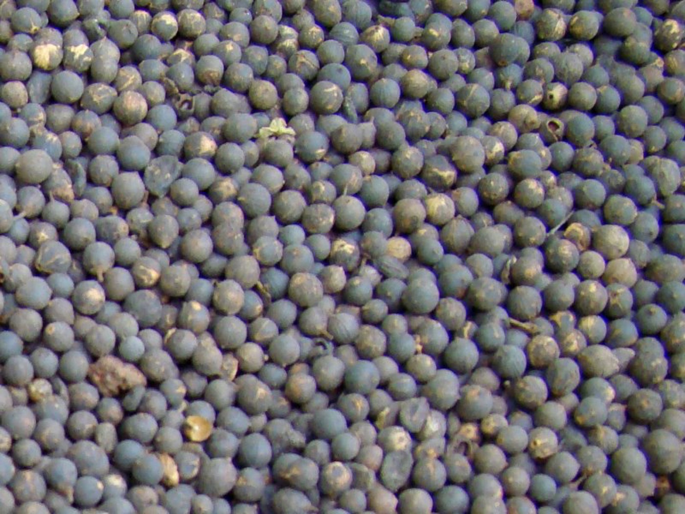 Vidanga extract (Embelia ribes)