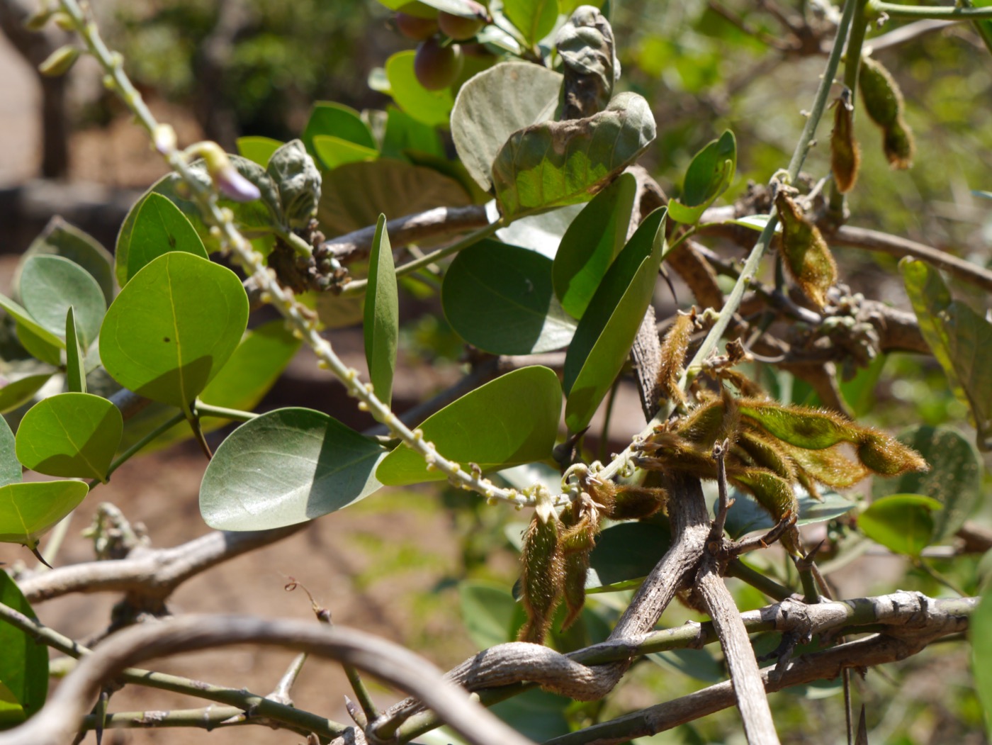 Vidari kand extract (Pueraria)