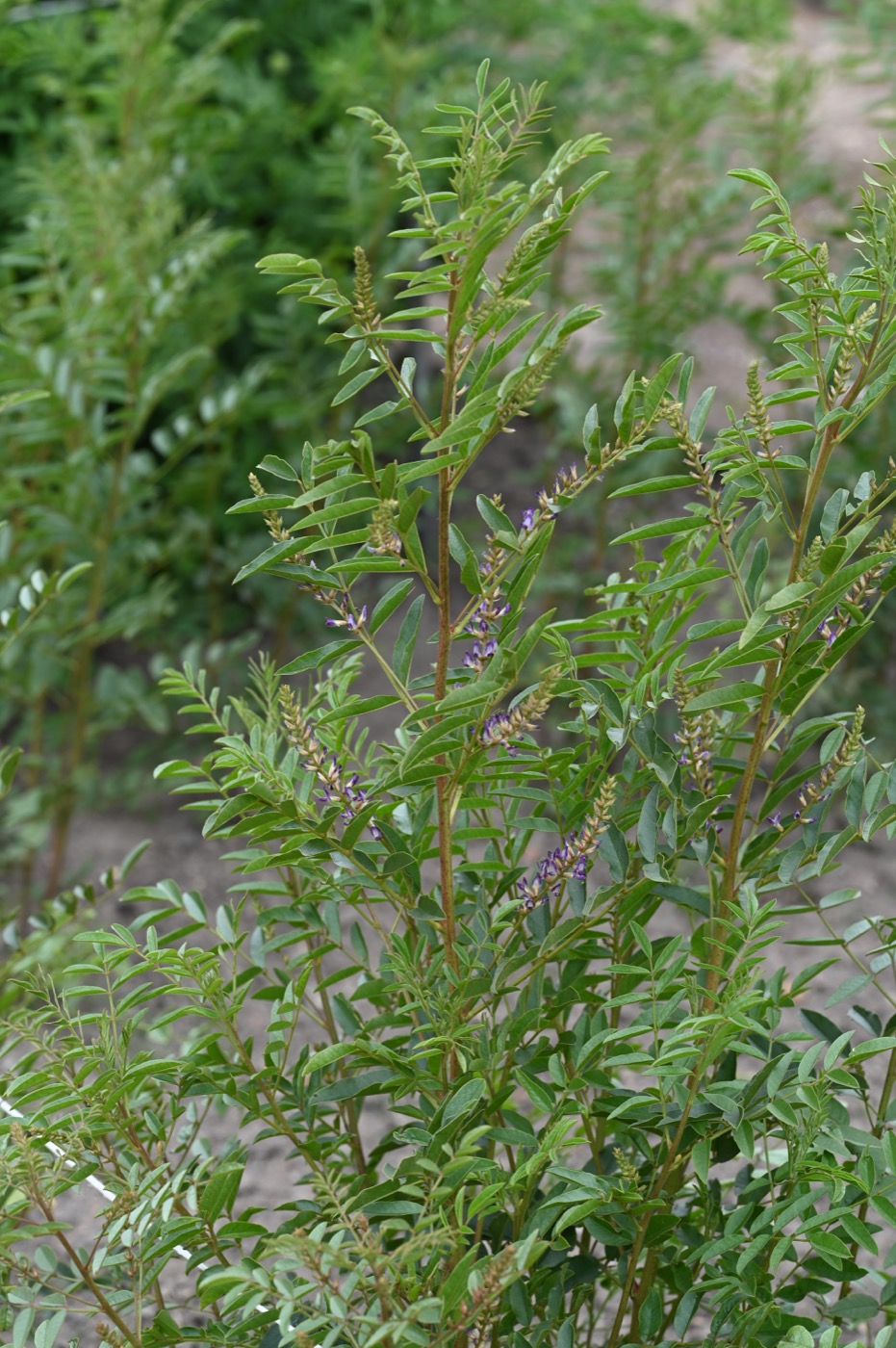 Yashtimadhu Extract (Licorice Root)